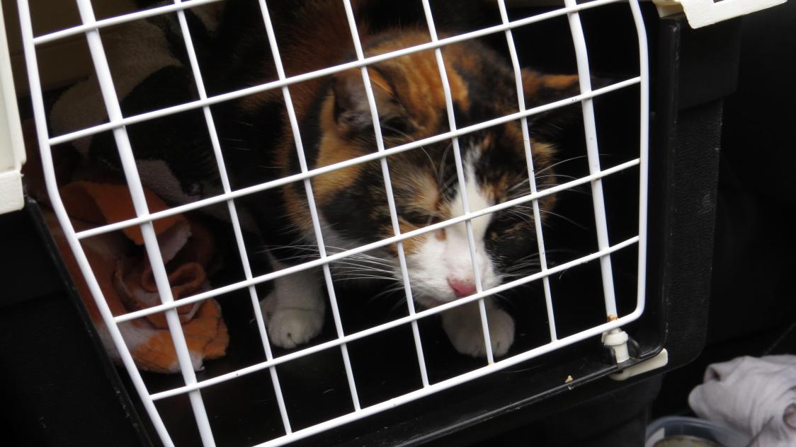 Un Sauvetage De Chat Rondement Mene A Sainte Savine