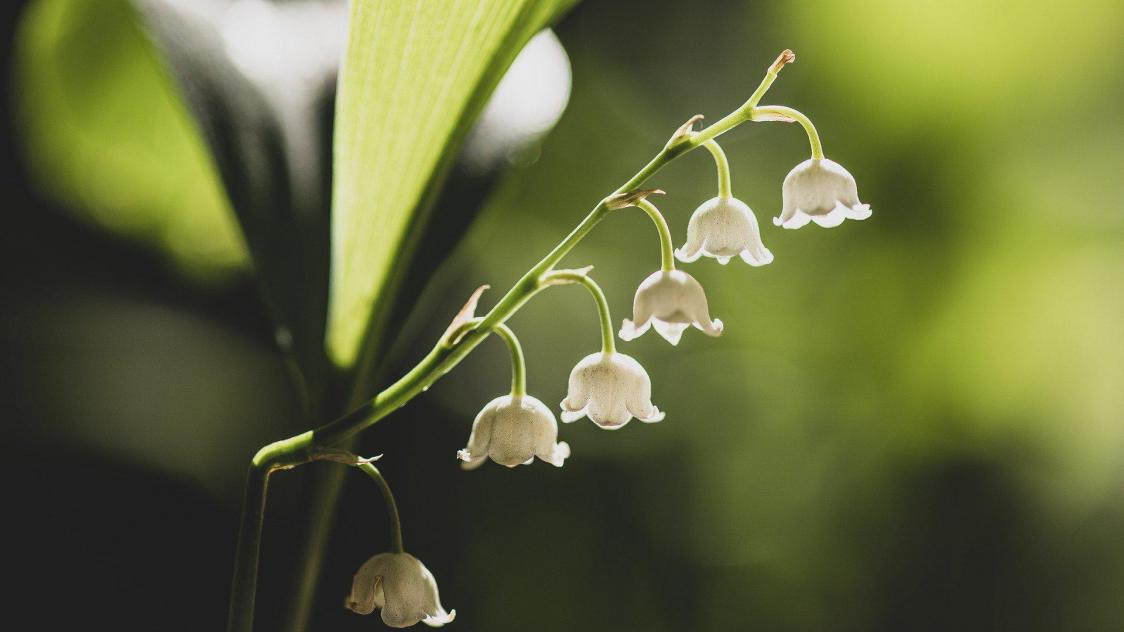 lily-of-the-valley-5093791_1920(1)