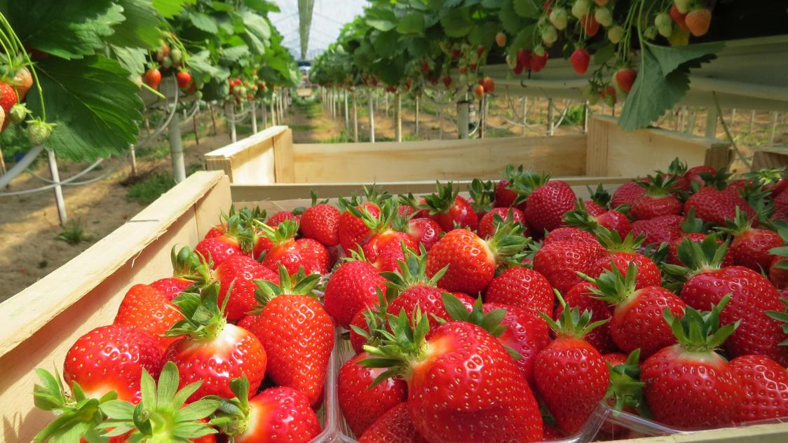 Les fraises de Valérie Fuseau de la serre à l'assiette - Charente
