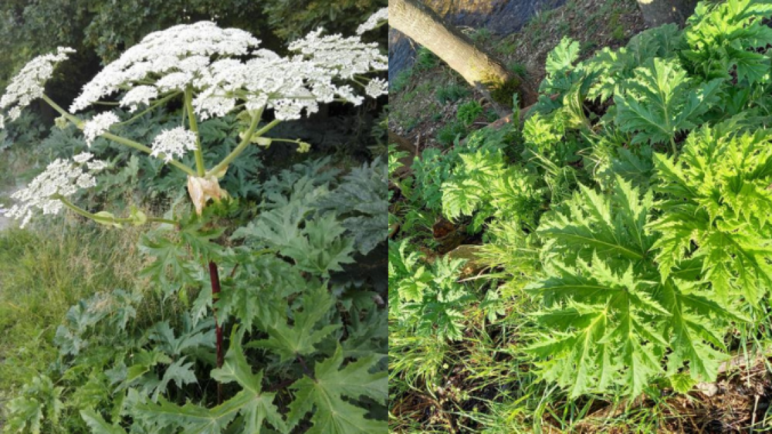 VIDO. Brlures, nauses, allergies Ces plantes toxiques dont il faut se  mfier dans nos rgions