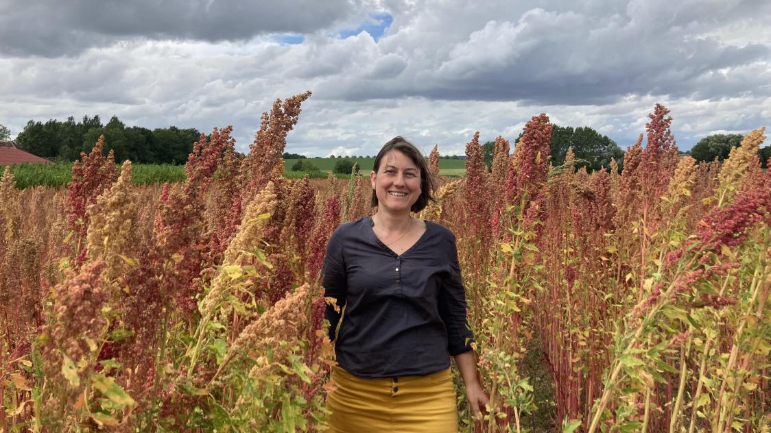 jeune plant de quinoa
