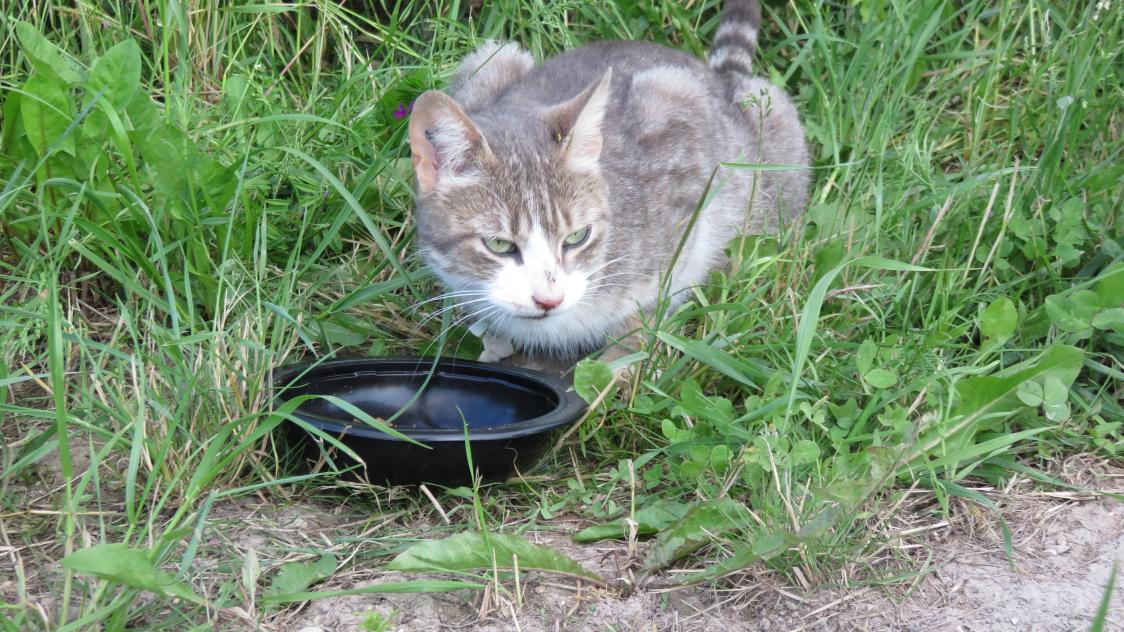 A Revin Un Nouveau Chat Victime D Empoisonnement