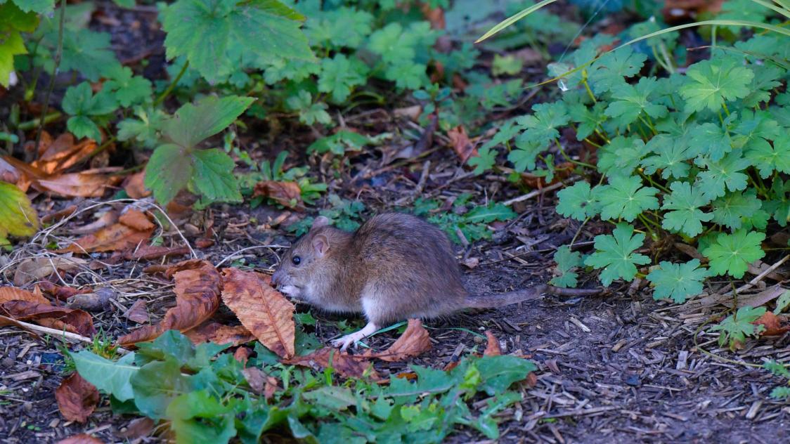 Video Les Rats Ont Envahi Un Parc Du Centre Ville De Reims Journal L Union Video Les Rats Ont Envahi Un Parc Du Centre Ville De Reims Journal L Union