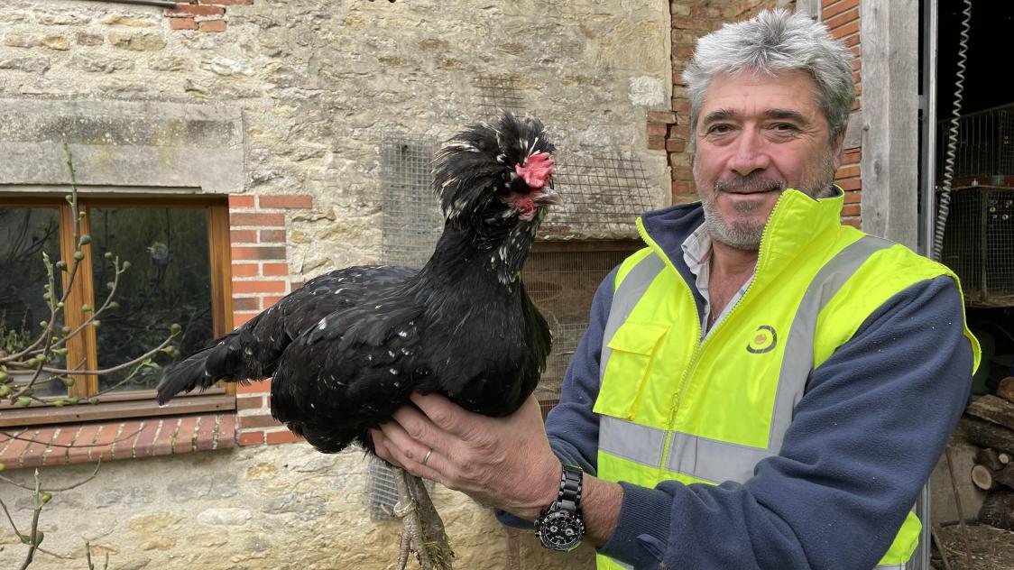 Les belles poulettes d'Yves Desforges à Montreuil-sur-Barse