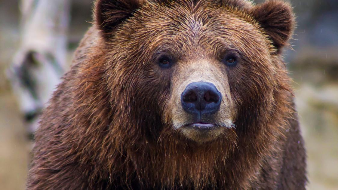 Une ourse chute en défendant son petit: pourquoi un ours mâle les a attaqués