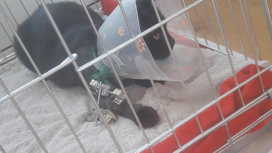 Des Coups De Feu Et Des Chats Blesses Par Balle A Villers Cotterets