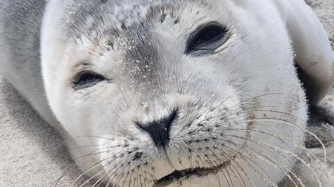 Une Marnaise Vient Au Secours D Un Bebe Phoque Journal L Union