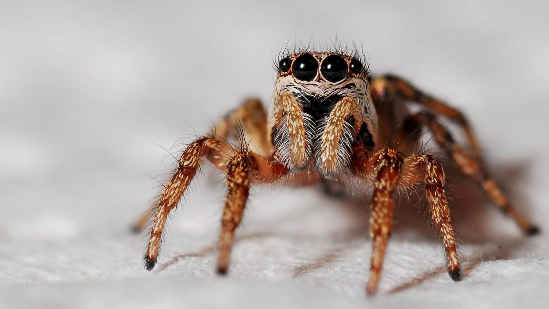 5 conseils faire partir les araignées de chez vous