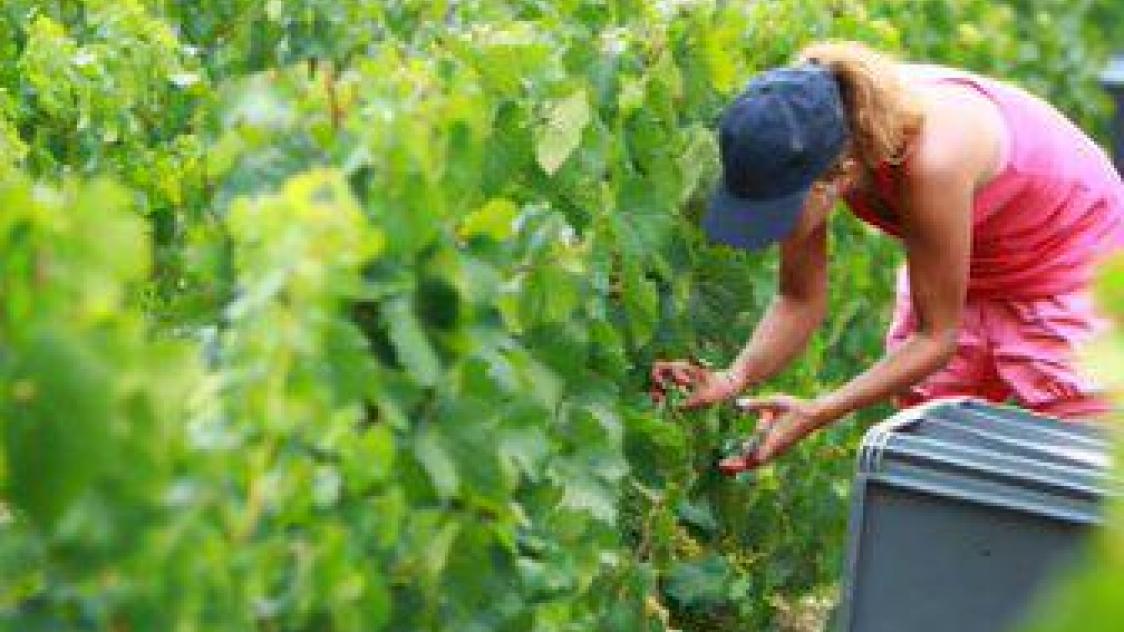 Les dates des vendanges dans l’Aube sont connues