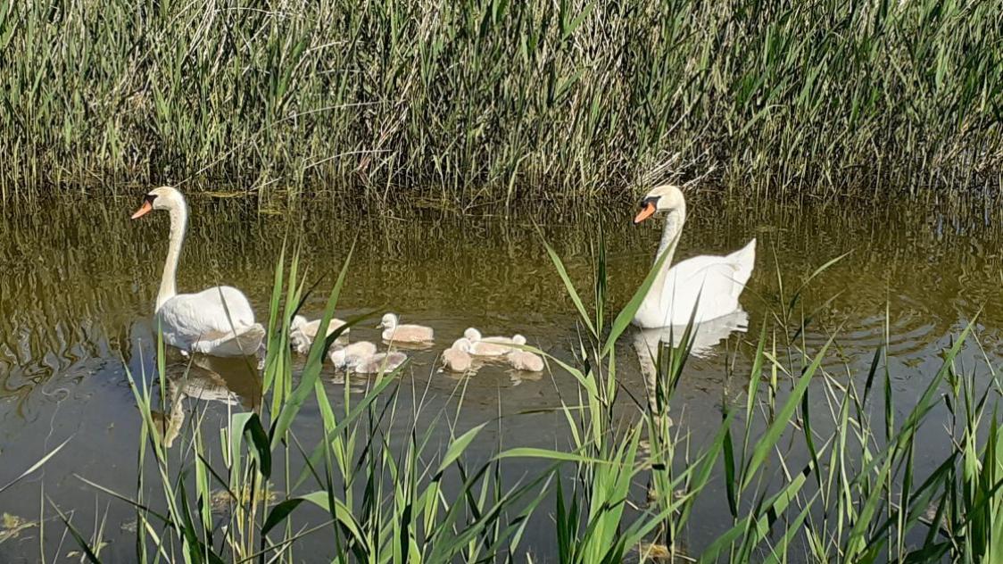 Des cadavres d’oiseaux, deux cygnes et un héron, infectés par le virus de l’influenza aviaire ont été détectés le 25 octobre au lac du Der.