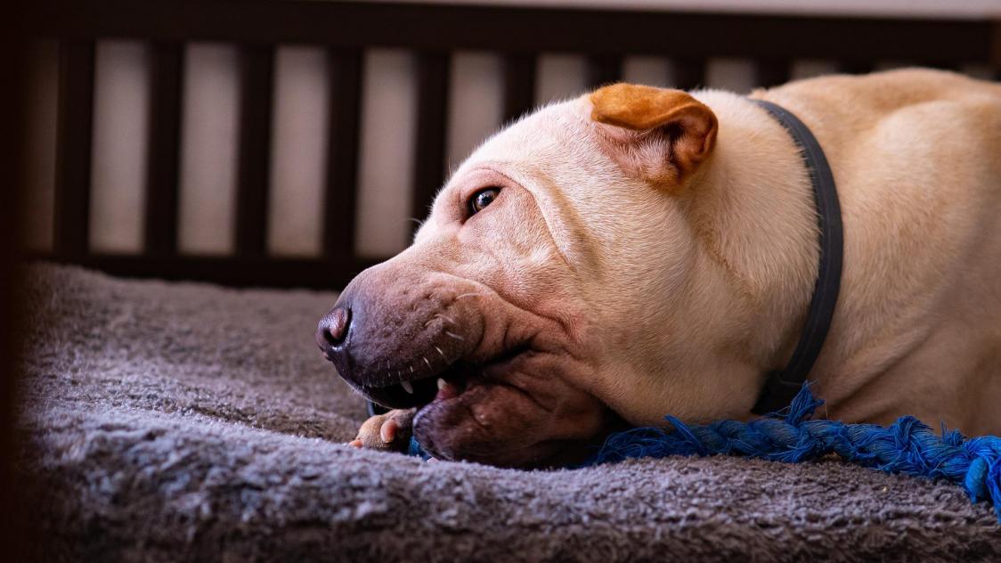 PasdeCalais un chien tué par la police, sous les yeux de son maître