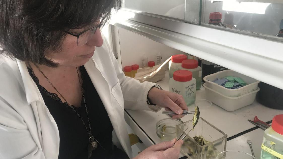 Severine Paris-Palacios, teacher and researcher at the University of Reims Champagne-Ardenne, studies the effects of pollutants on fish in our waters.