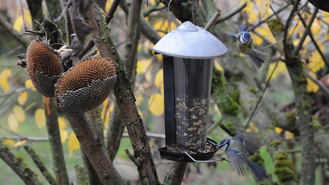 Faut-il nourrir les oiseaux en hiver ? Pour, contre et précautions