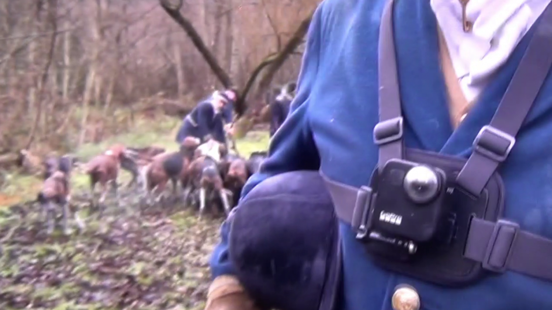 Sarthe : une meute de chasse à courre tue une chienne sous les yeux de sa  propriétaire