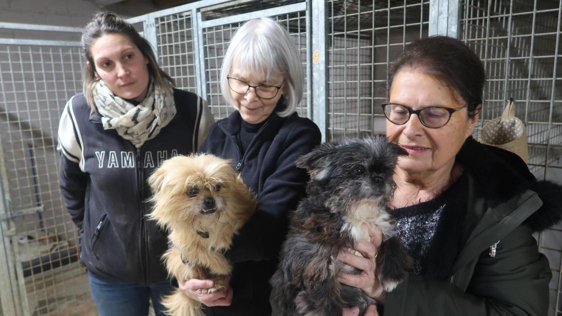 Mordue par un chien au refuge de Villeneuve-Saint-Germain, sa vie