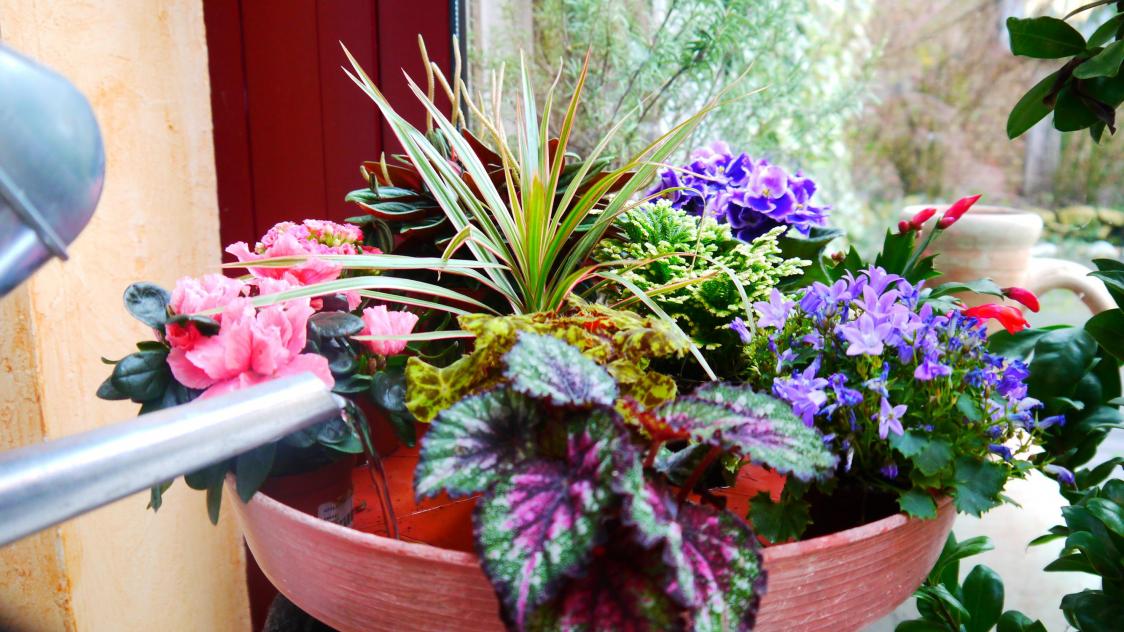 De mini-plantes servies sur un plateau