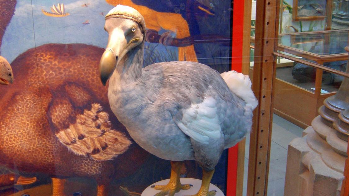 modifiant celui de son plus proche cousin encore en vie, le pigeon de Nicobar.