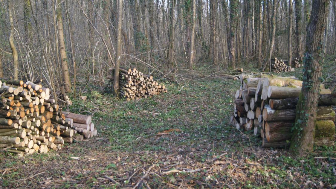 Un affouagiste a été retrouvé sans vie dans les bois communaux de Girondelle.
