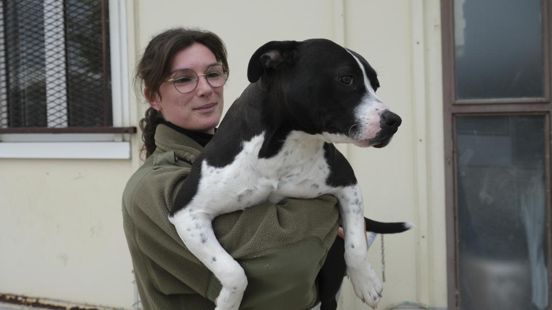 Les chiens abandonnés au refuge de VitryleFrançois viennent de plus en plus loin Les chiens abandonnés au refuge de VitryleFrançois viennent de plus en plus loin