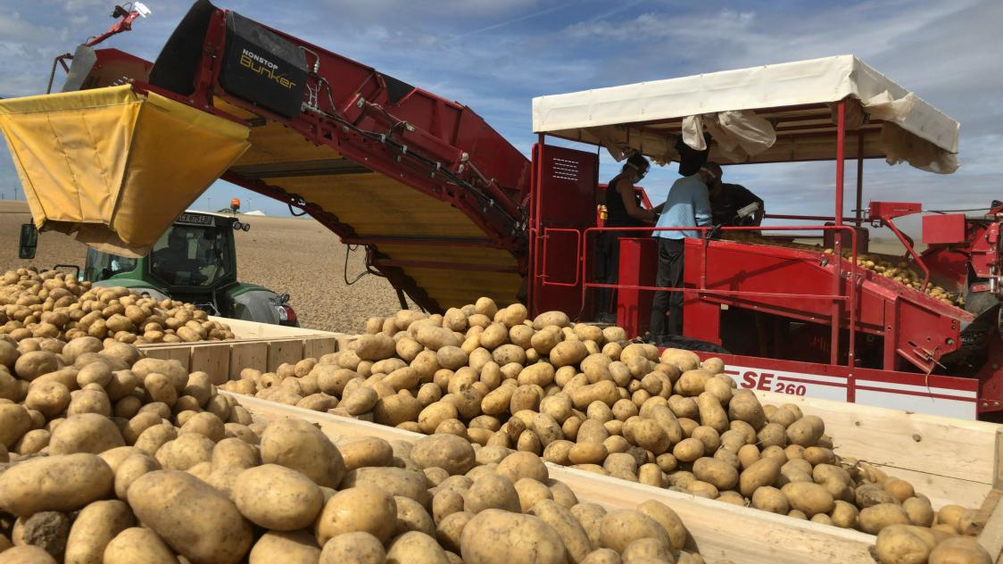 Les pommes de terre coûtent de plus en plus cher, on vous explique pourquoi  - France-Monde