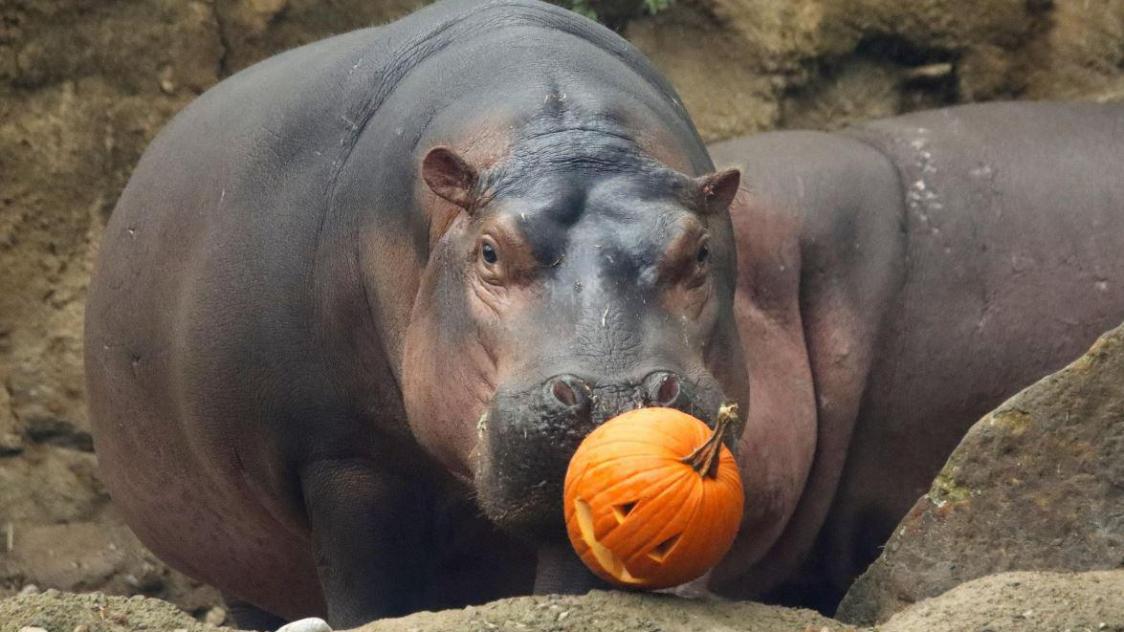 Les animaux du zoo de Cincinnati ont aussi droit à leurs «bonbons» pour  Halloween