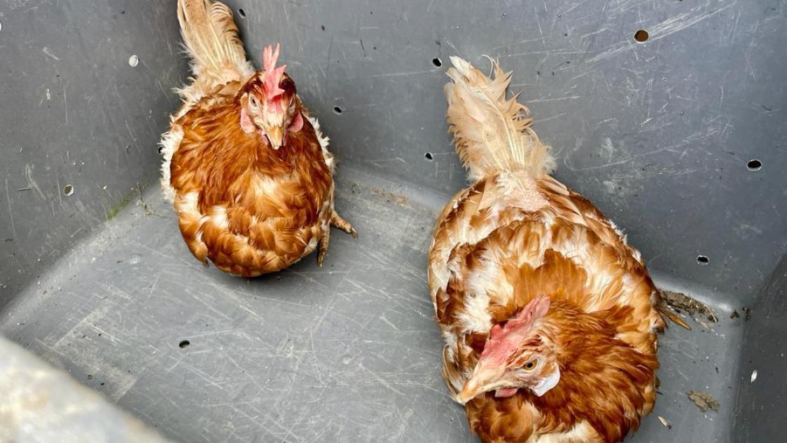 Près de 2 500 poules ont été adoptées à Dormans
