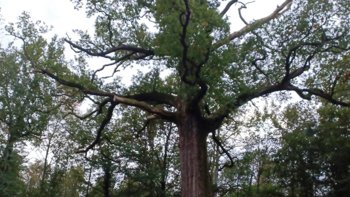 L’une des dernières photos du «gros chêne» date d’octobre 2023.
