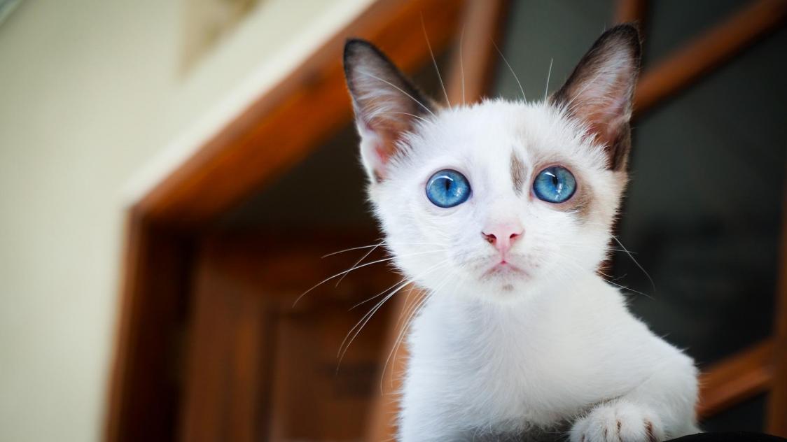 Bientôt un vaccin pour en finir avec les allergies aux chats?