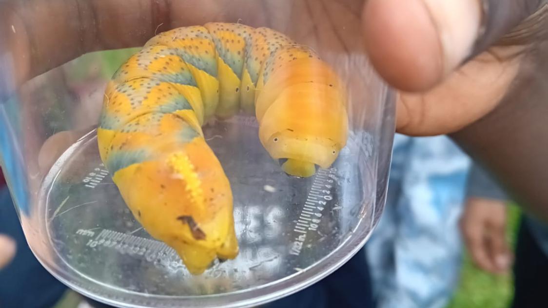 Grosse Chenille : Un Monde Fascinant à Découvrir () Grosse Chenille : Un Monde Fascinant à Découvrir