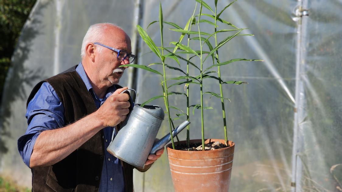 Jardinage : comment cultiver le gingembre  l'intrieur, car c'est aussi  une jolie plante verte