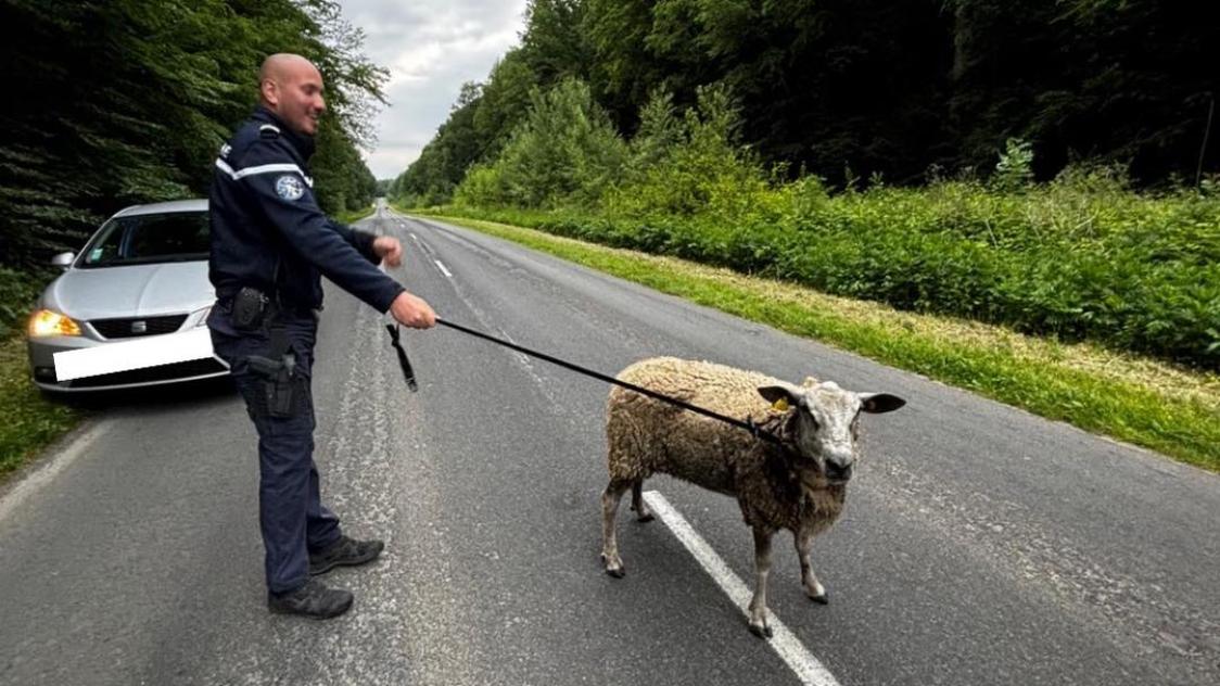 L’animal se trouvait à la sortie de la ville de Villers-Cotterêts.