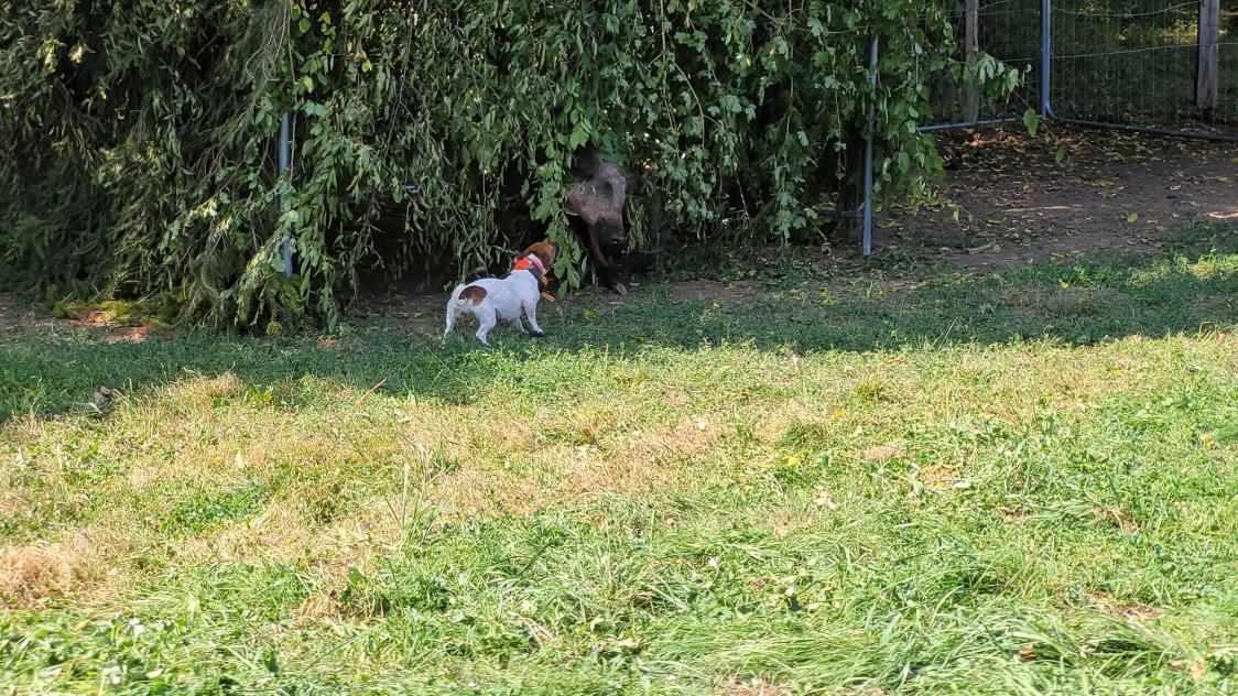 Des tests pour les chiens étaient proposés avec un sanglier factice.