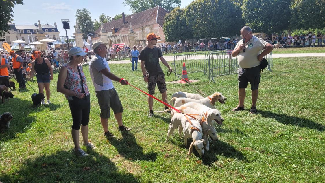 Présentation de plusieurs chiens courants par l’association française des chasseurs aux chiens courants de l’Aube (AFACCC 10).