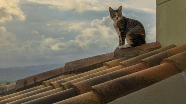 Un Chat Coince Dans Le Conduit D Une Cheminee A Verzy