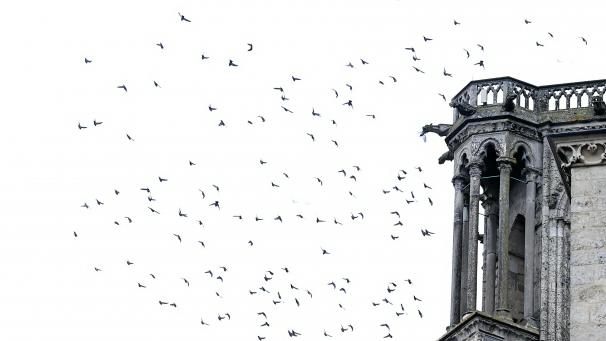 Autour de la cathédrale notamment, les pigeons sont nombreux.