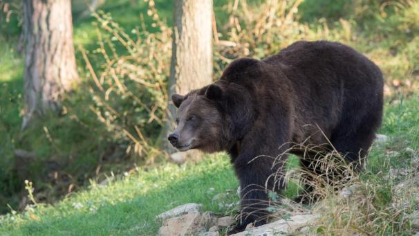 L’ourse Marlène est morte ce jeudi 16 février.