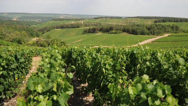 Sauf exception (Montgueux et Villenauxe-le-Grande), le vignoble de l’Aube est posé sur des argilo-calcaires du jurassique. Ce paysage des Riceys, dans le secteur de l’Antenne, est tout à fait typique de la Côte des Bar.