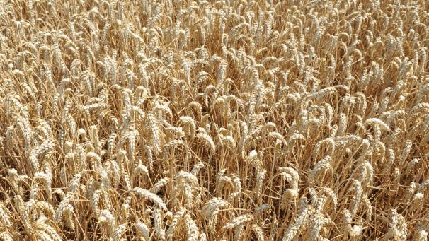 Le blé est, de très loin, la culture la plus répandue sur les terres de l’Aube.