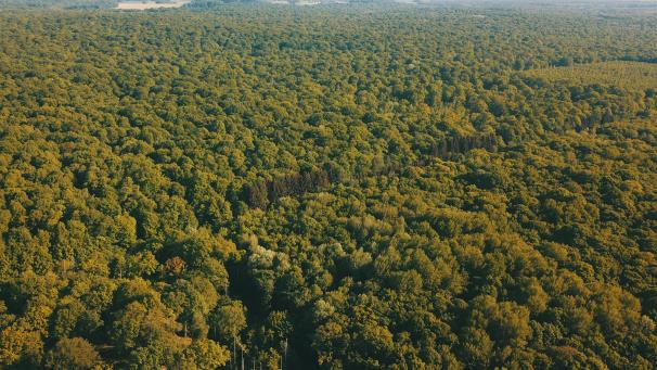 Les forêts sont de véritables réserves de biodiversité et des puits de carbone. Pourtant, elles sont aujourd’hui en danger à cause du changement climatique causé par l’activité humaine.