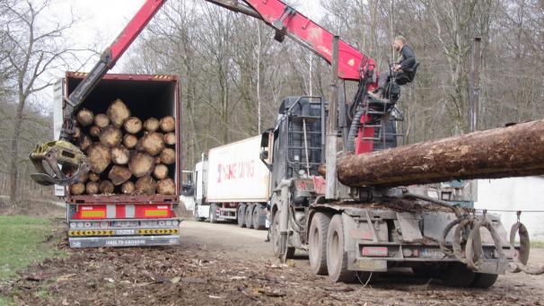 Des épicéas scolytés ont été chargés en fin de semaine dernière en forêt de la Belle taille.