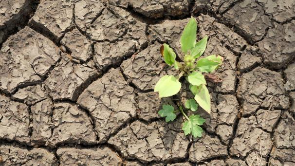 Les sols trop secs empêchent la pluie de pénétrer et de remplir les nappes phréatiques, la faisant ruisseler et augmentant le risque d’inondation.