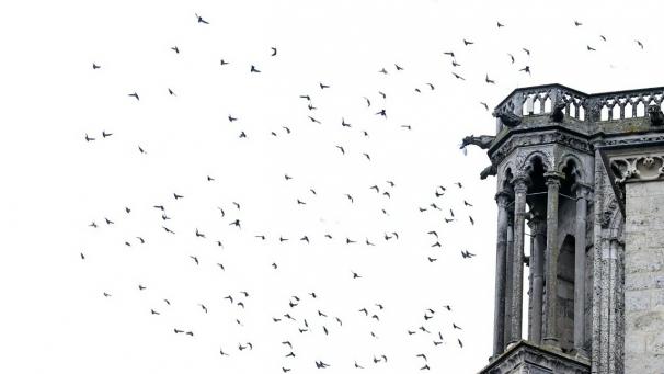 thumbnail_Pigeons Cathedrale .