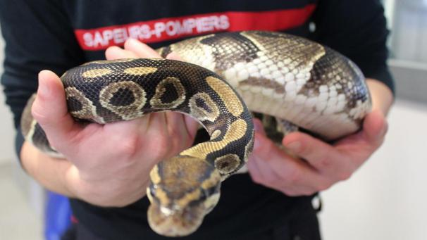 Les pompiers doivent désormais savoir aussi appréhender les Nouveaux animaux de compagnie (NAC), tels que les serpents.