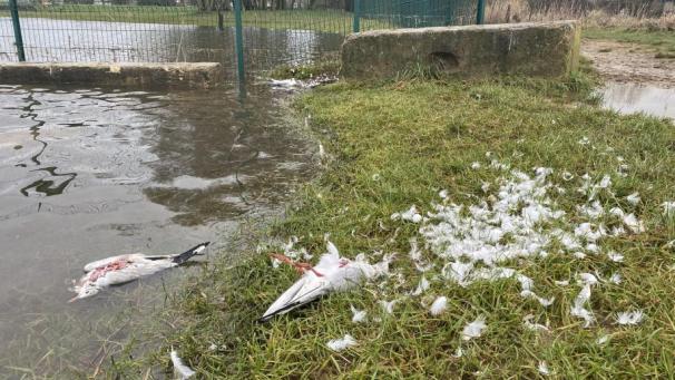 La grippe aviaire fait des ravages sur le territoire depuis plusieurs mois maintenant.