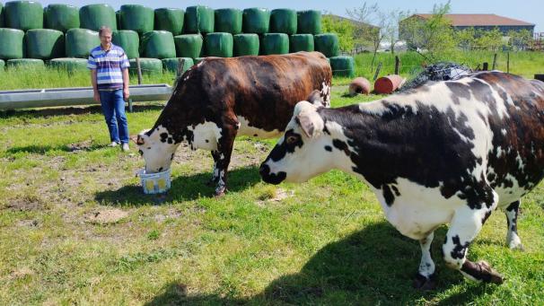Olivier Timmerman a choisi de travailler avec des vaches normandes pour la qualté de leur lait.