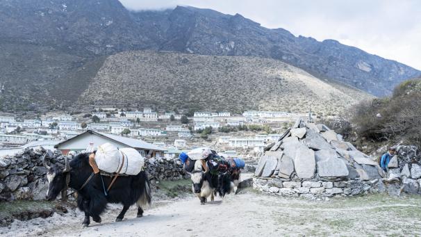 Guide de montagne retraité, Phurba Tashi Sherpa est né dans le village de Khumjung, à une dizaine de kilomètres du camp de base de l’Everest.