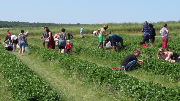 Les gens sont nombreux à visiter les champs de fraises à La Fosse-Corduan pendant les week-ends.
