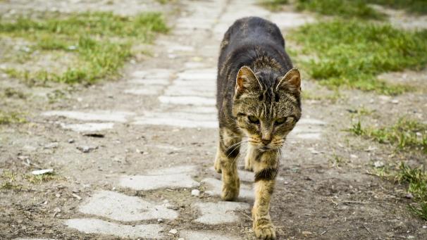 Le nombre de chats errants, particulièrement important, oblige l’association Au bonheur des animaux à rechercher de foyers d’accueil à Sainte-Ménehould.