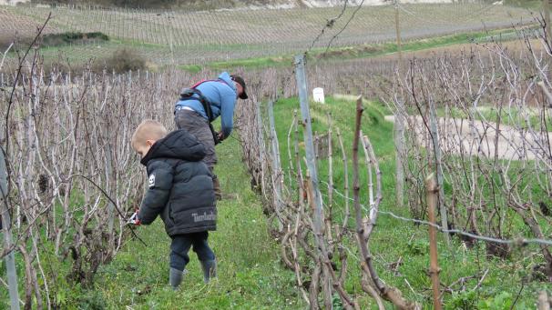 Le petit Martin suit régulièrement son grand-père dans les vignes.