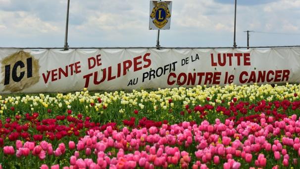 Depuis 33 ans l’action Tulipes contre le cancer du Lions club de Soissons fleurie sur Chaudun